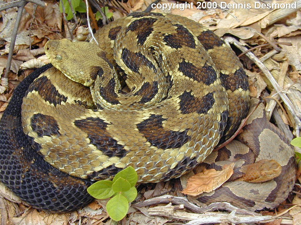 agkistrodon_crotalus12.jpg [236 Kb]