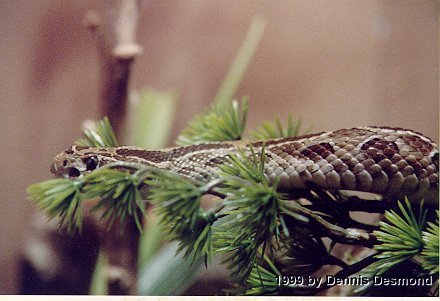 crotalus_polystictus02.jpg [35 Kb]