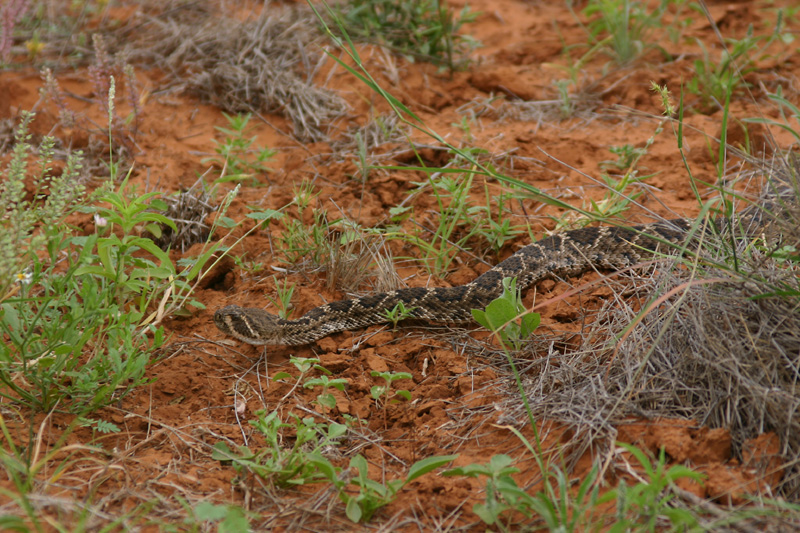 ChaparralDiamondback01.jpg [277 Kb]
