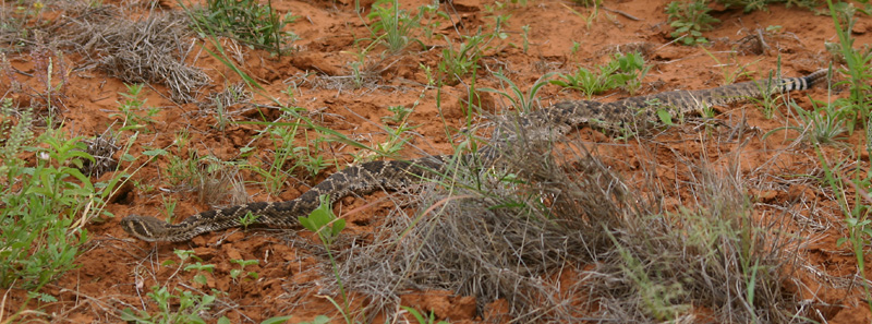ChaparralDiamondback02.jpg [192 Kb]
