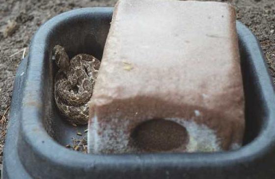 RattlesnakeInBowl.jpg [28 Kb]