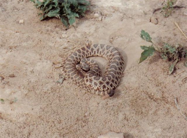 Western_Massasauga_Rattlesnake.jpg [59 Kb]