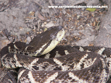 bothropscolombiensi(4).jpg [59 Kb]