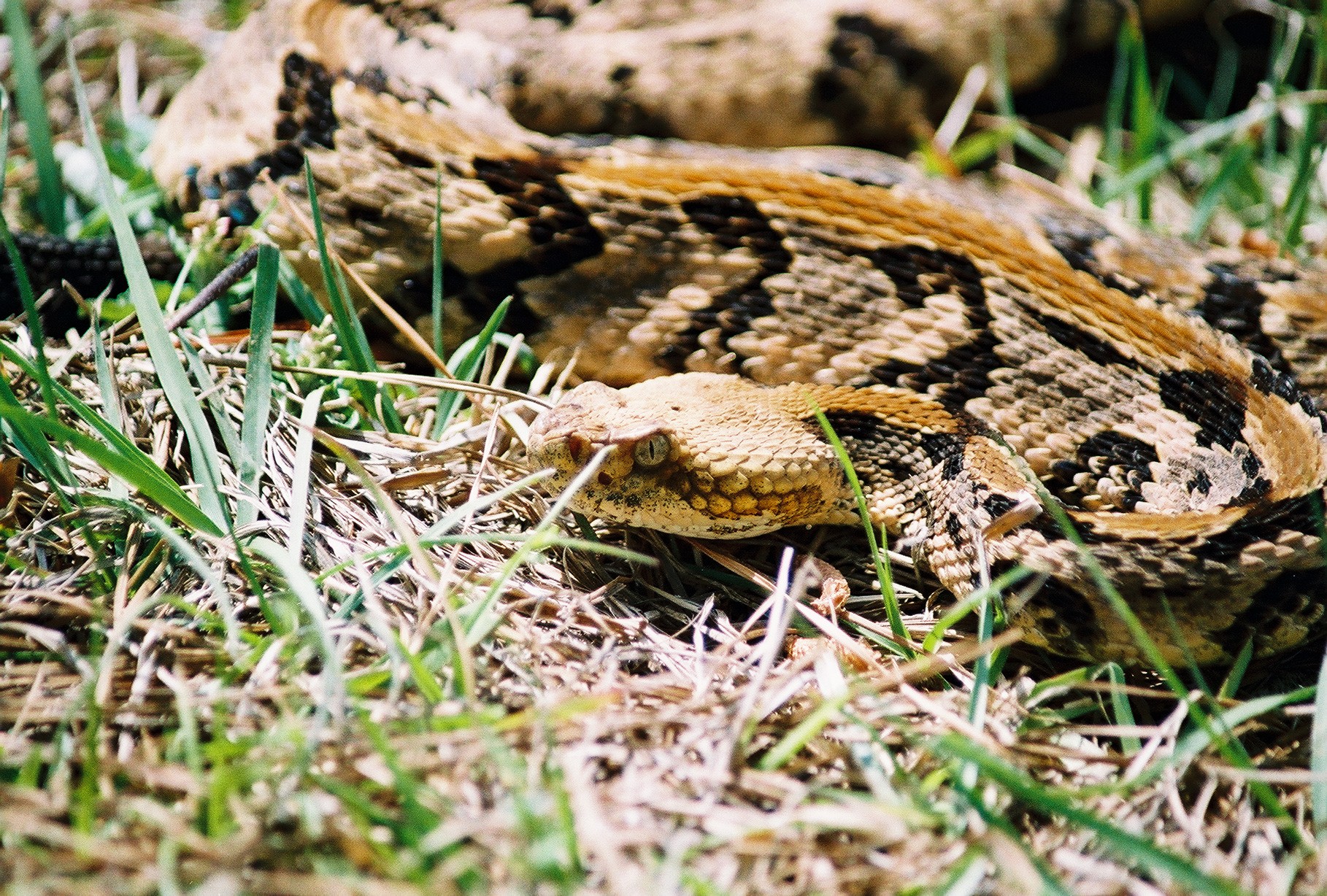 yellowsccanebrake.jpg [969 Kb]