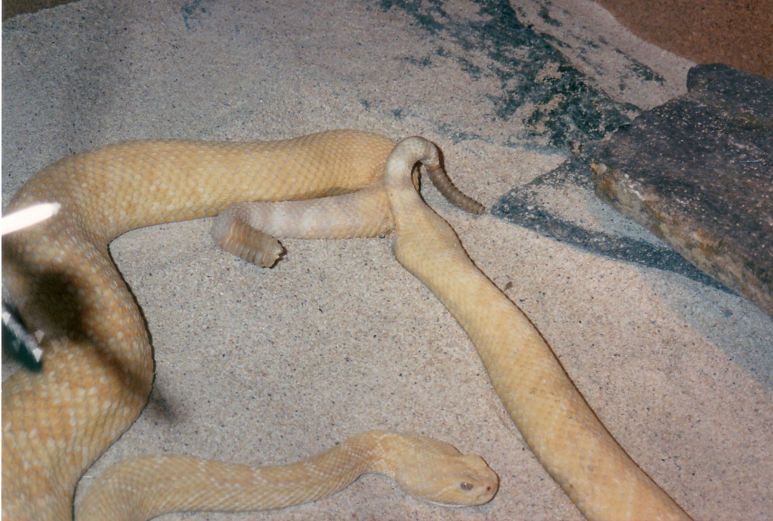 c.a.albino.paar1.jpg [406 Kb]
