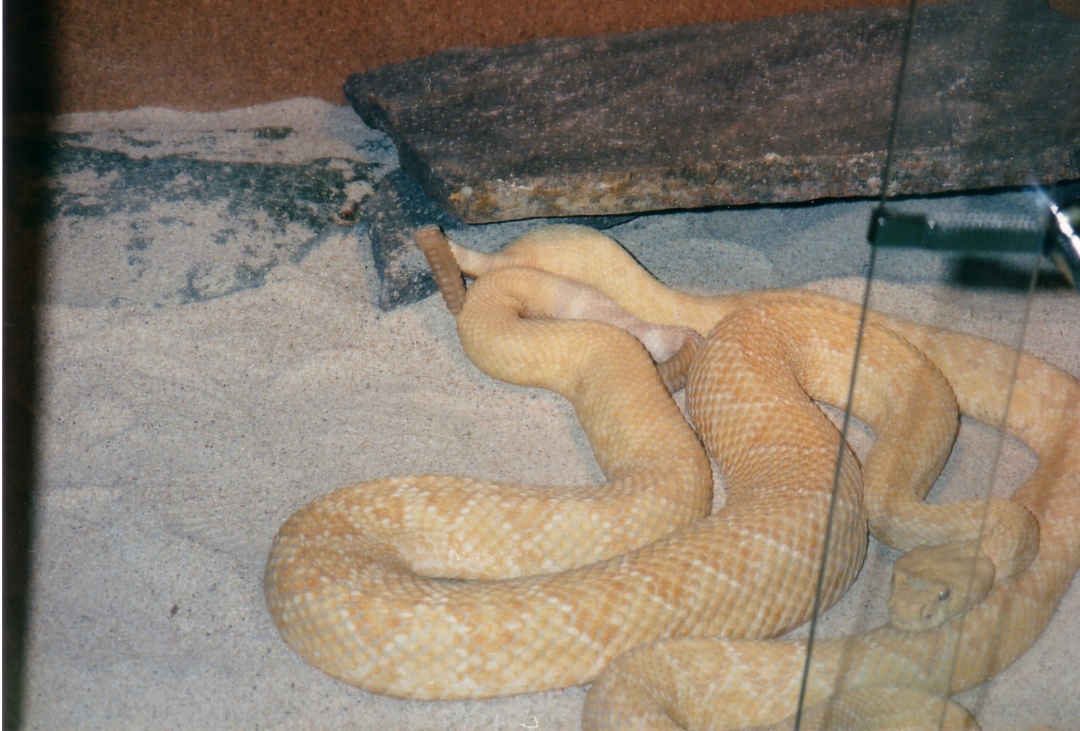 c.a.albino.paar2.jpg [379 Kb]