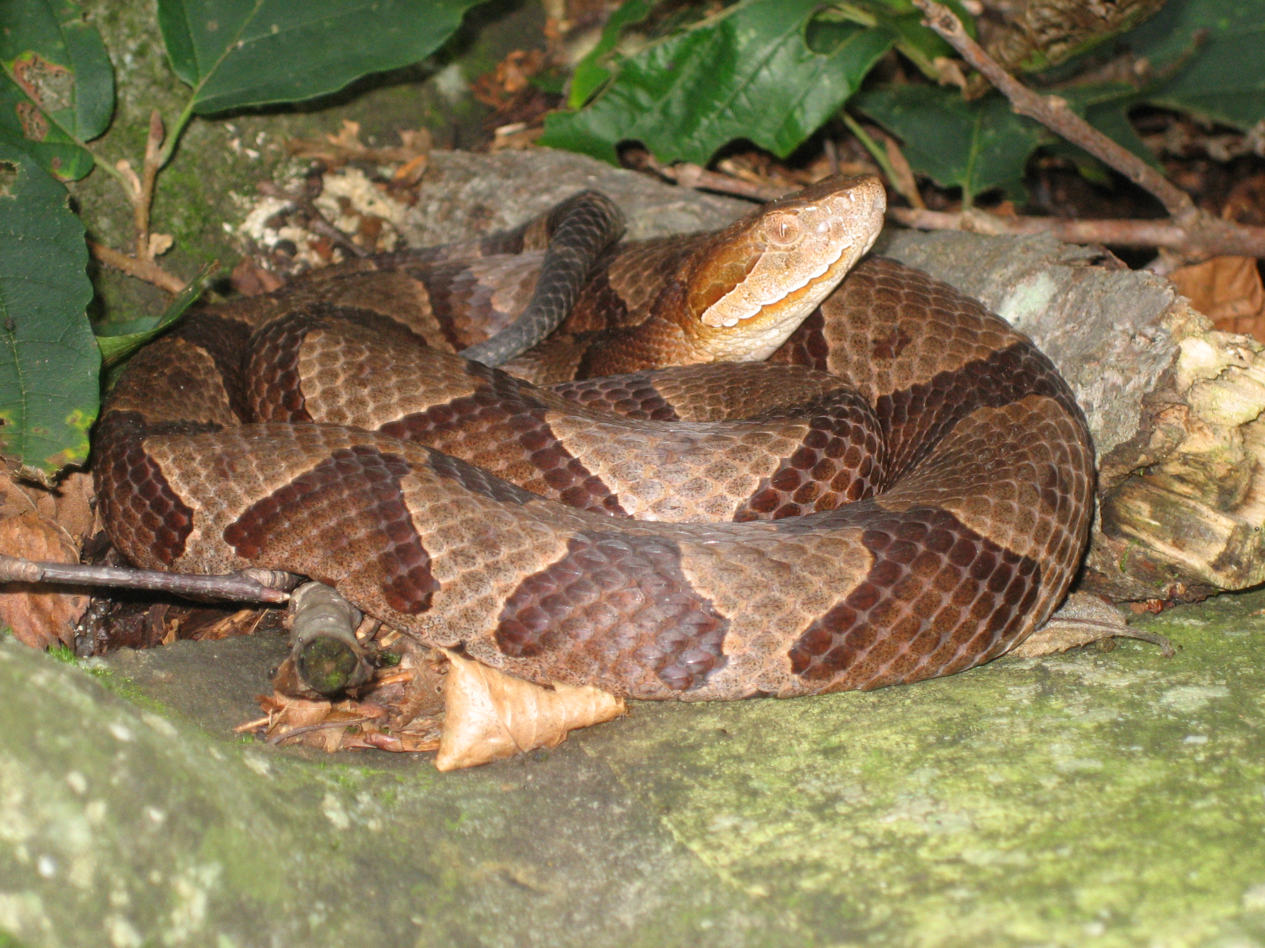 Copperhead_3.jpg [2576 Kb]