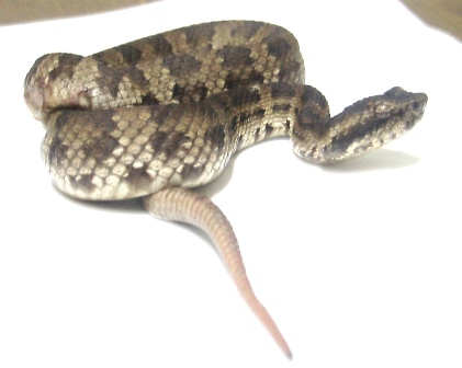 �q���n�u10.14a.JPG [40 Kb]