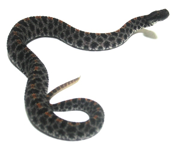 �s�O11.13a.JPG [65 Kb]