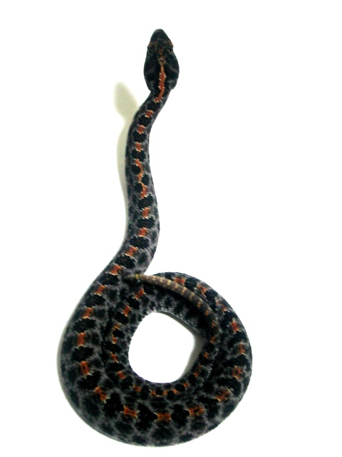 �s�O11.13c.JPG [59 Kb]