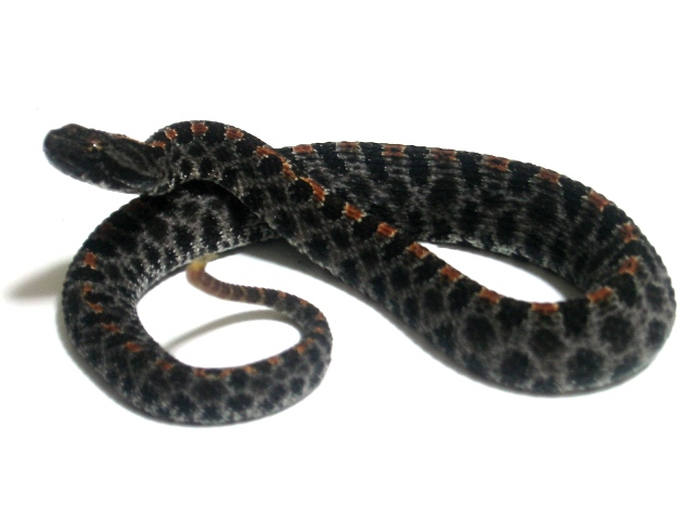 �s�O11.13b.JPG [76 Kb]