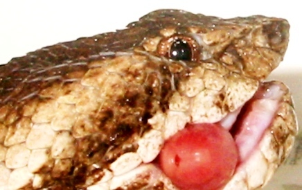 �q����11.21c.JPG [66 Kb]