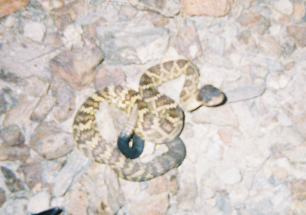 blacktail2.jpg [257 Kb]