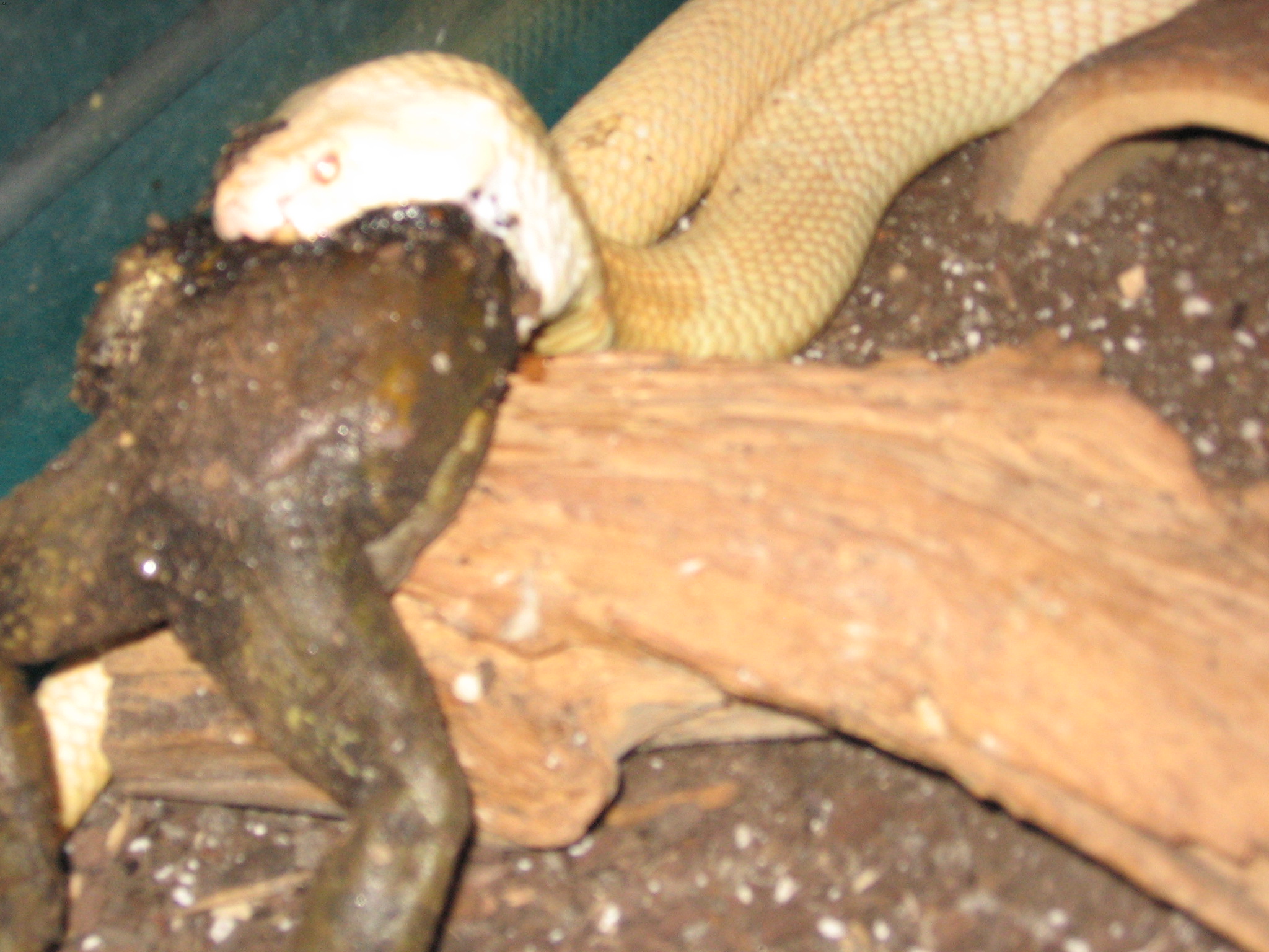Cobras Eating