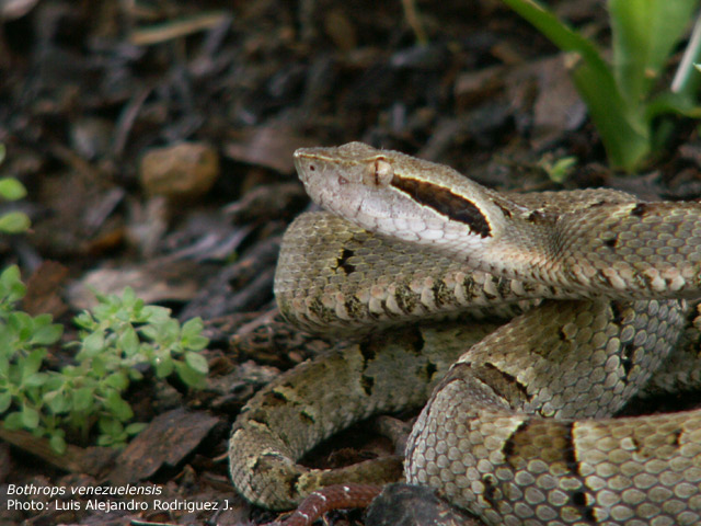 Bothrops-venezuelensis-(20).jpg [105 Kb]