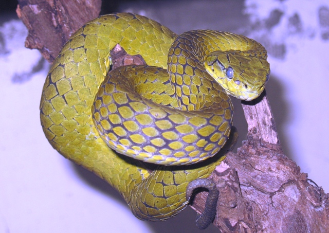 T.macrolepis.jpg [162 Kb]