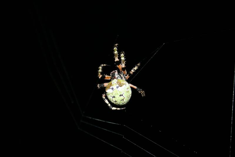 spider.JPG [18 Kb]