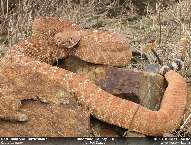 325-large-crotalus_ruber.jpg [173 Kb]