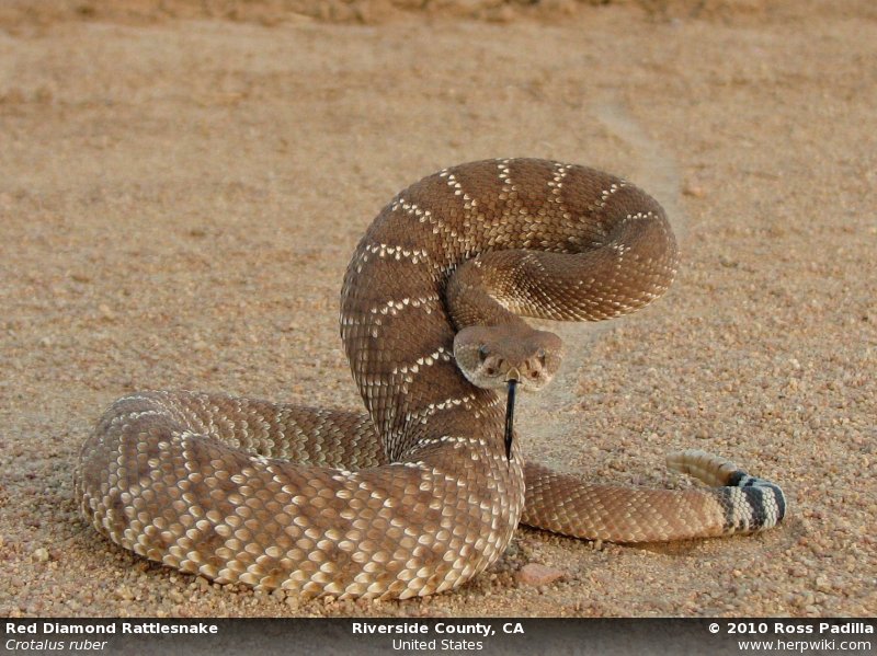 857-large-crotalus_ruber.jpg [124 Kb]